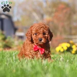 Cash, Cavapoo Puppy